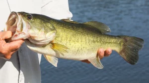 5 Situations that Cause Bass to Group up