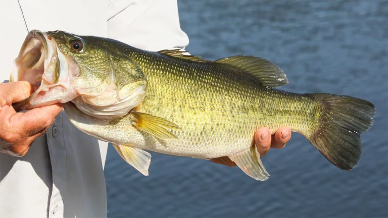 5 Situations that Cause Bass to Group up