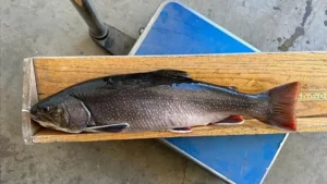 Record Breaking Brook Trout Caught in Colorado