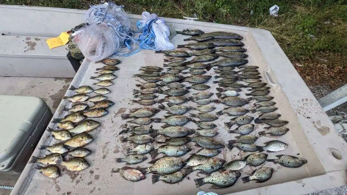 Anglers use casting nets to poach bass and bluegill in Louisiana