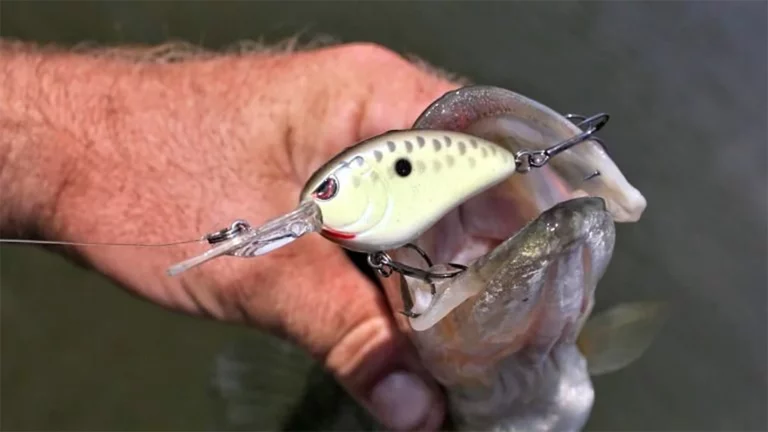 5 Great Crankbaits for Fall Bass Fishing