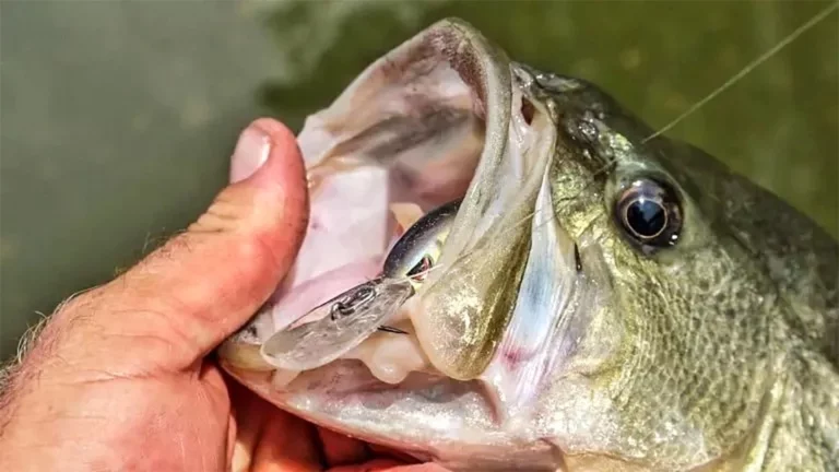 5 Great Crankbaits for Fall Bass Fishing