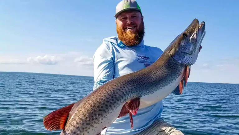 Catch and Release Record Muskie Certified in Minnesota