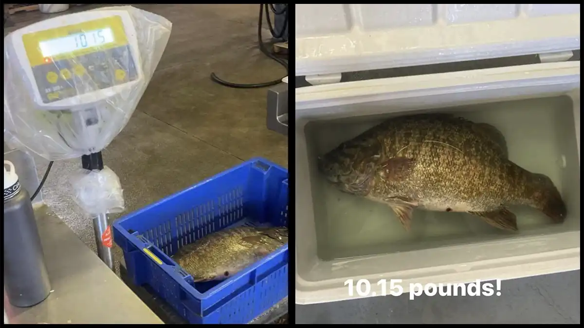 Smallmouth being officially weighed at 10.15 pounds on certified scale.