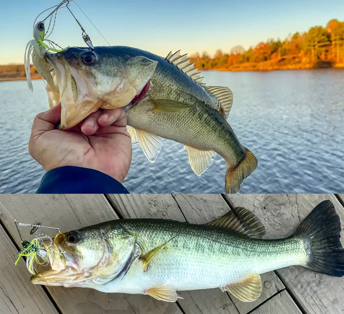 When your fish next to somebody with a Shimano, DC #bassfishing