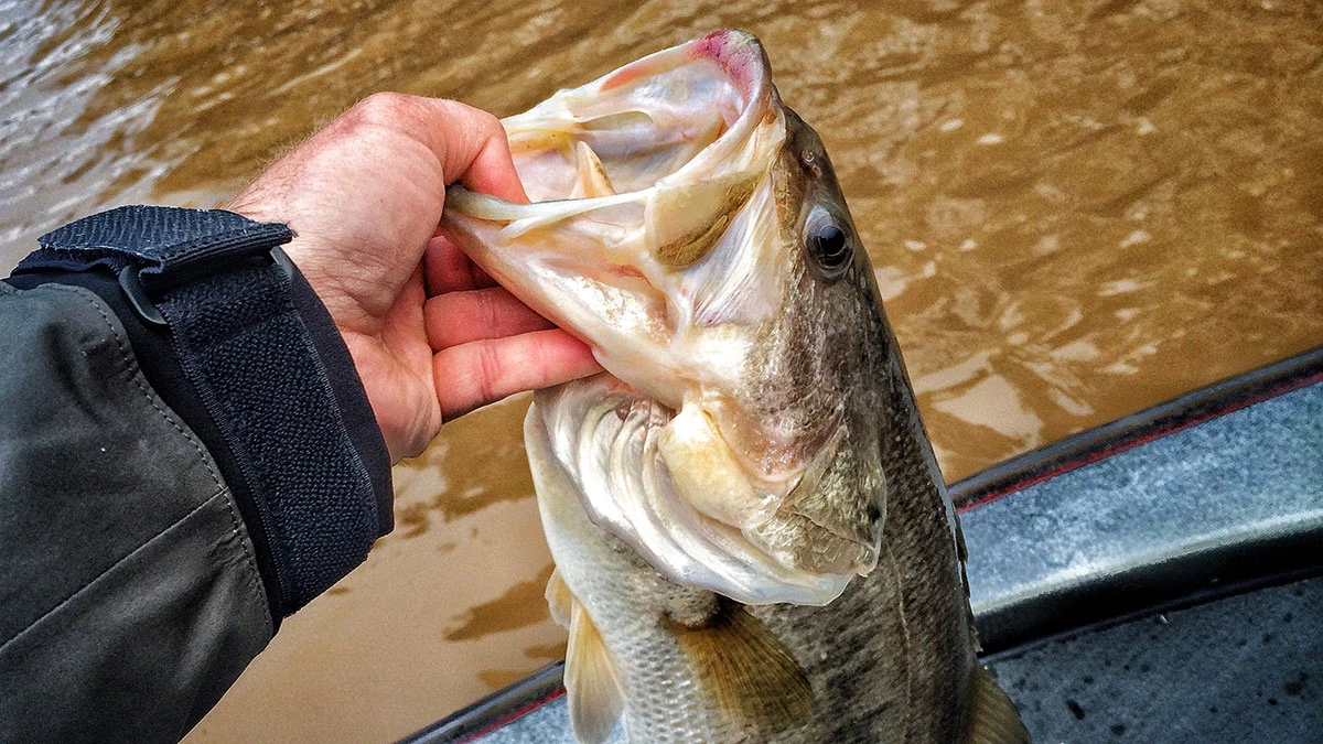 Looking for more white bass?, Jordan News