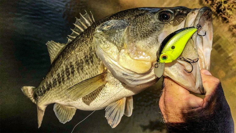 5 Must-Have Colors for Early Prespawn Bass Fishing