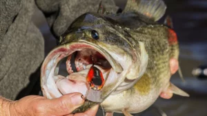 5 Must-Have Colors for Early Prespawn Bass Fishing