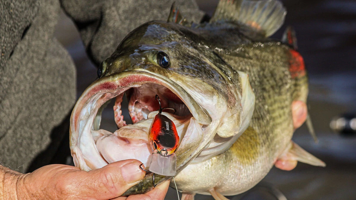 Best Topwater Lures for Bass for 2024 - Wired2Fish