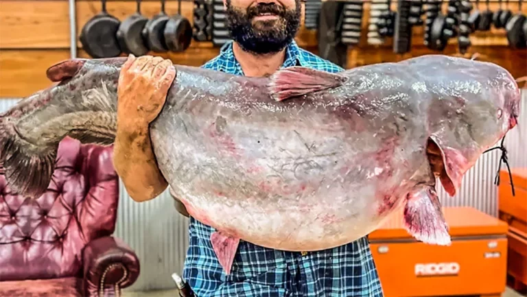 The Biggest Catfish Ever Caught