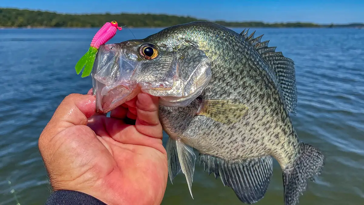 Crappie Fishing With A Jig: 3 Ways To Increase Hookups - Wild Outdoor