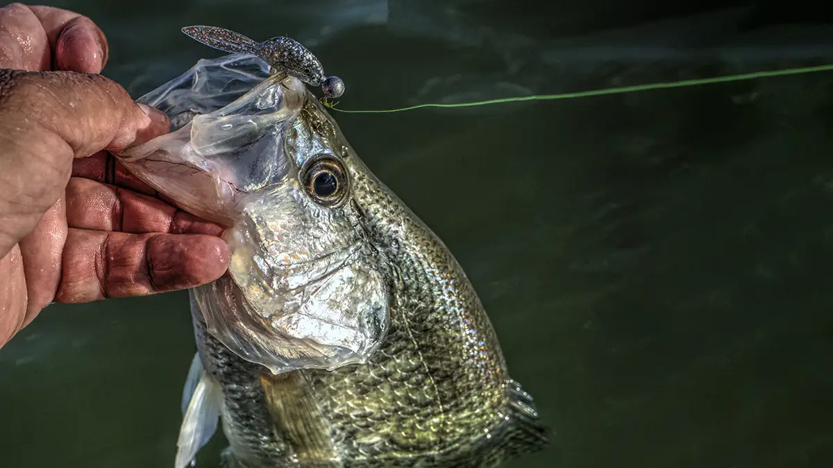Never Jig a Crappie Jig - In-Fisherman