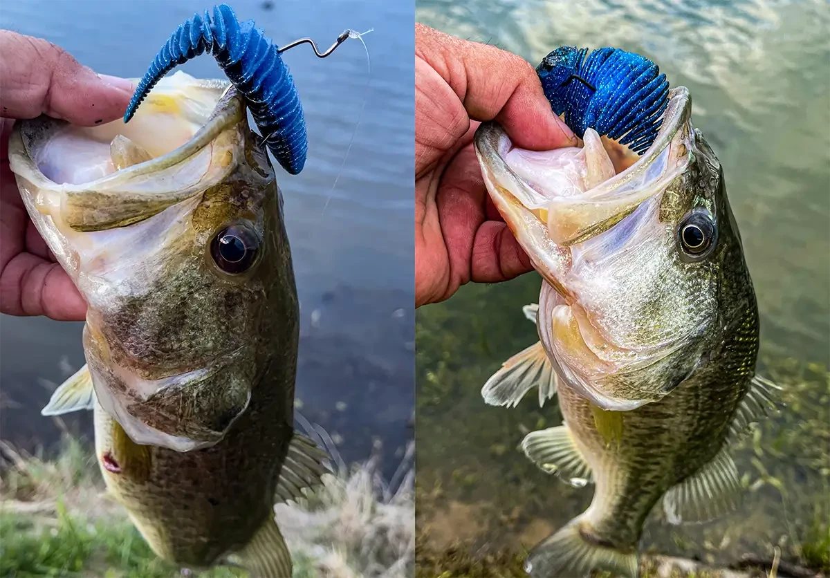 Geecrack Bellows Gill Review - Wired2Fish
