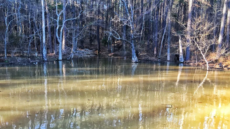 Now Might Be the Time to Search for Giant Shallow Bass