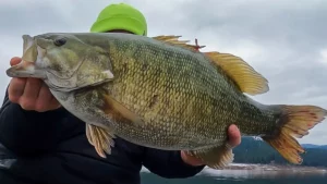 Angler Catches New State Record Smallmouth in Idaho