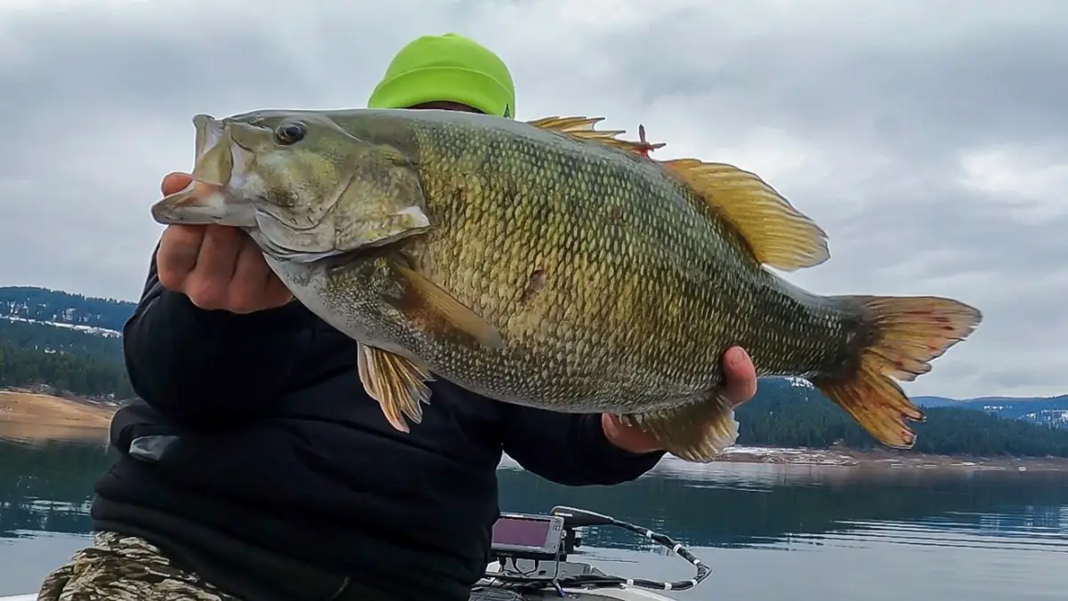 Angler Catches New State Record Smallmouth in Idaho - Wired2Fish