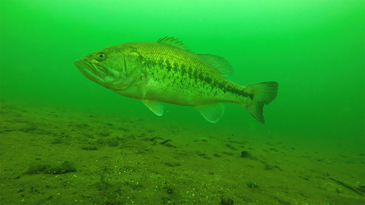 underwater largemouth bass