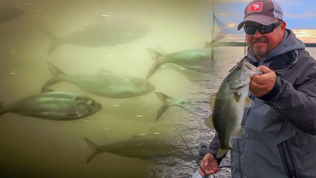 Largemouth Bass  A Comprehensive Species Guide - Wired2Fish