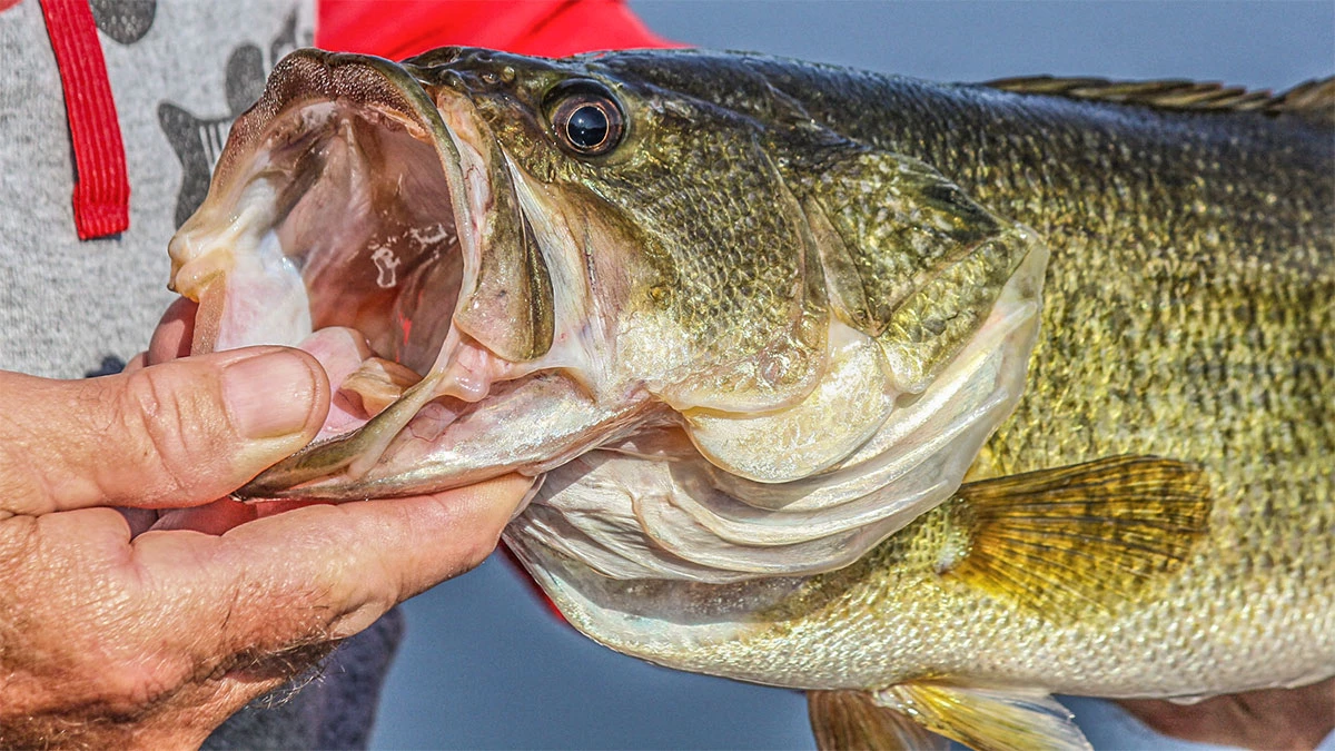 3 Ways to Flip and Pitch through the Prespawn - Wired2Fish