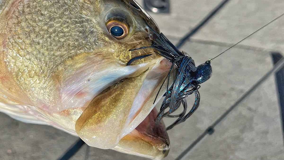 5 Must-Have Baits for the Early Prespawn - Wired2Fish