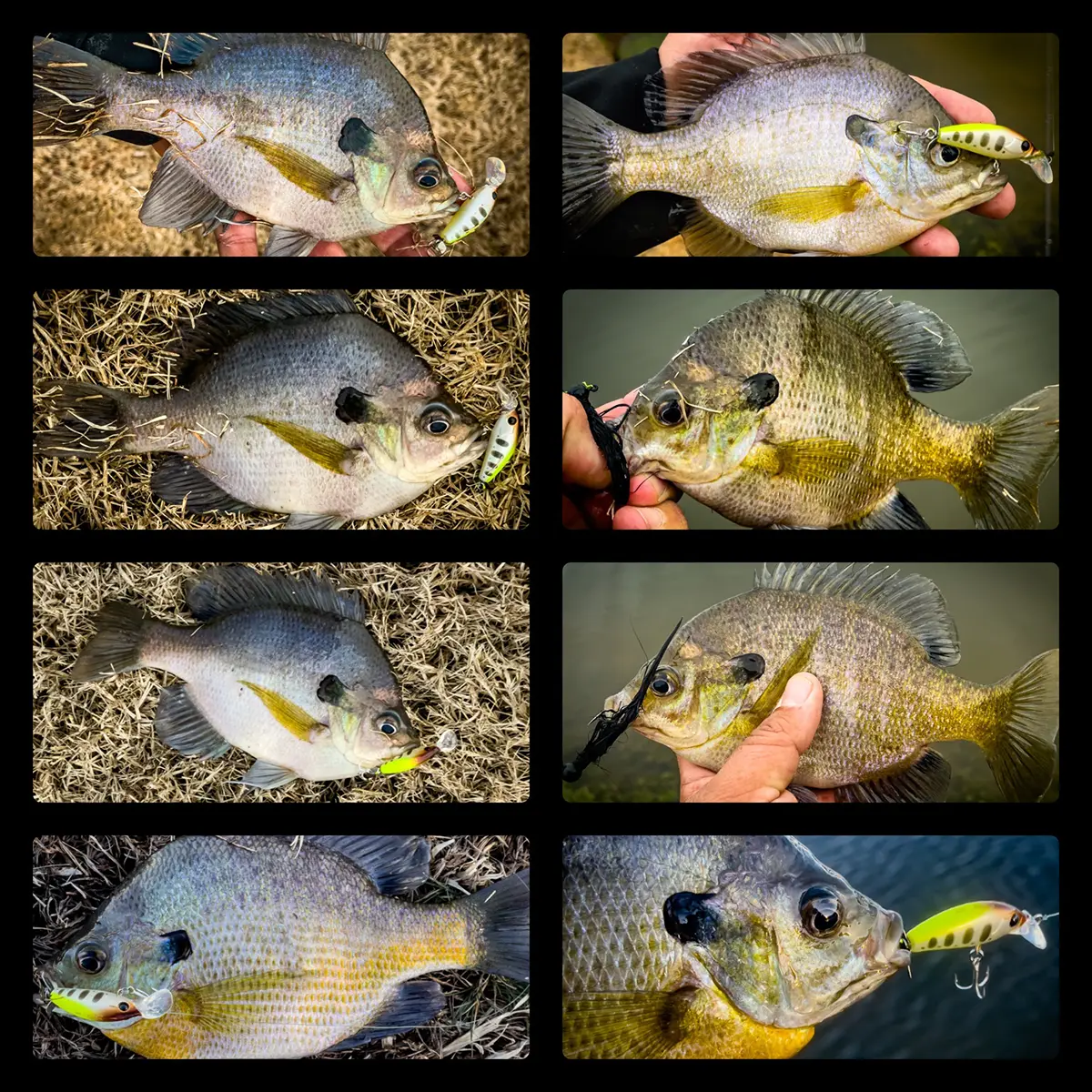 Best Baits for Bluegill Fishing - Wired2Fish