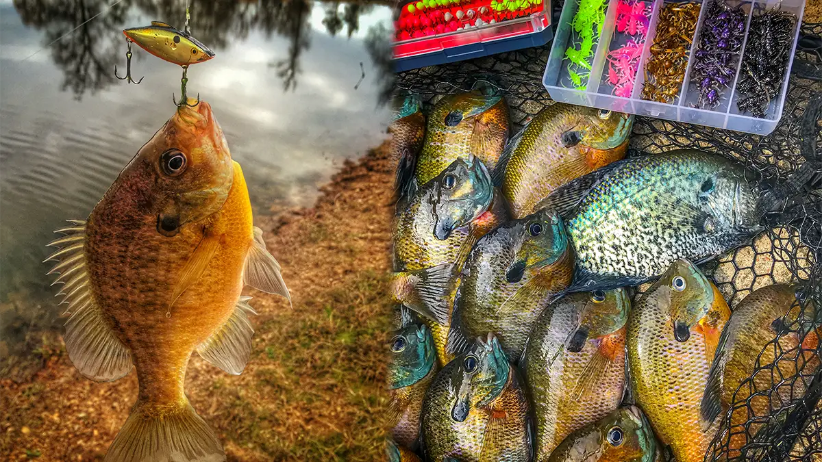  Bluegill Lures And Jigs