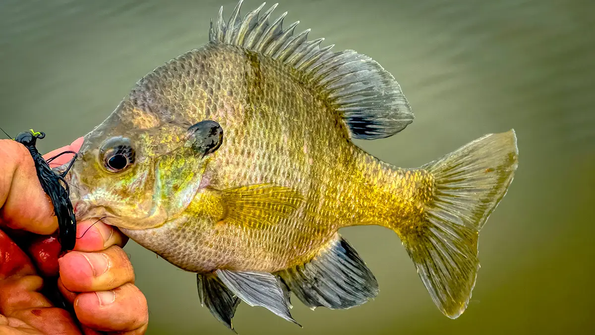 Fishing with Live Bluegill as Bait on a Bobber 