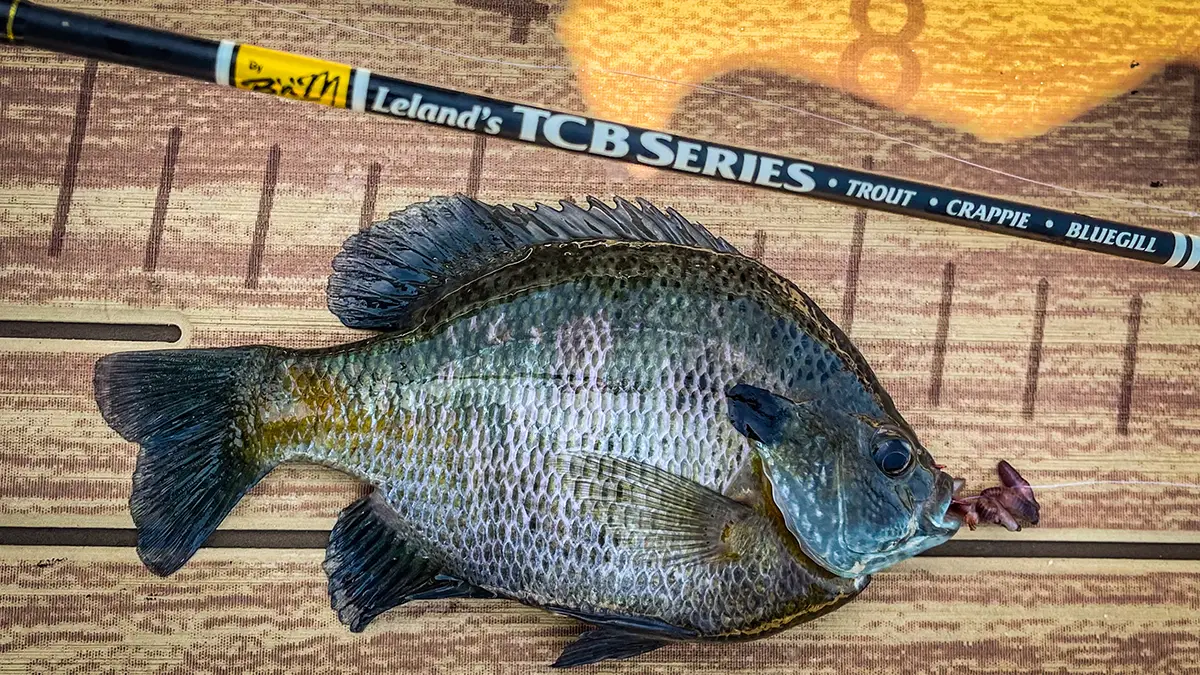 worms and rods bluegill