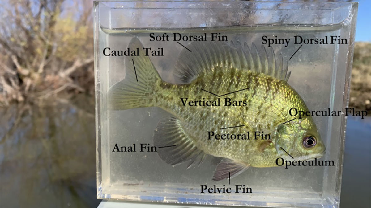 bluegill species fishing 2 Bluegill Sunfish | A Comprehensive Species Guide