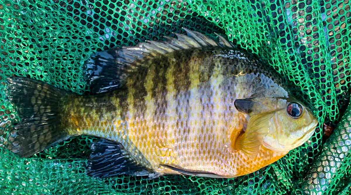thumbnail image 2 of 75+ Live Small Bluegill Sunfish – Guaranteed Alive – Free Shipping – Freshwater Bream For Pond Or Aquarium 2 of 5