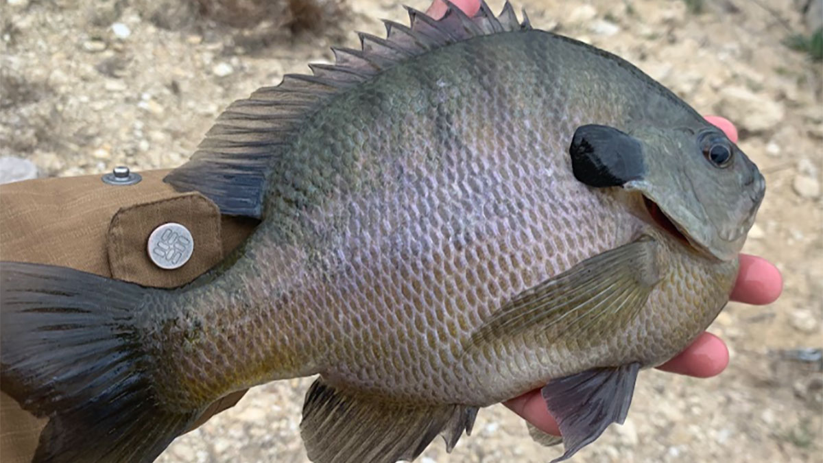 Bluegill Sunfish  A Comprehensive Species Guide - Wired2Fish