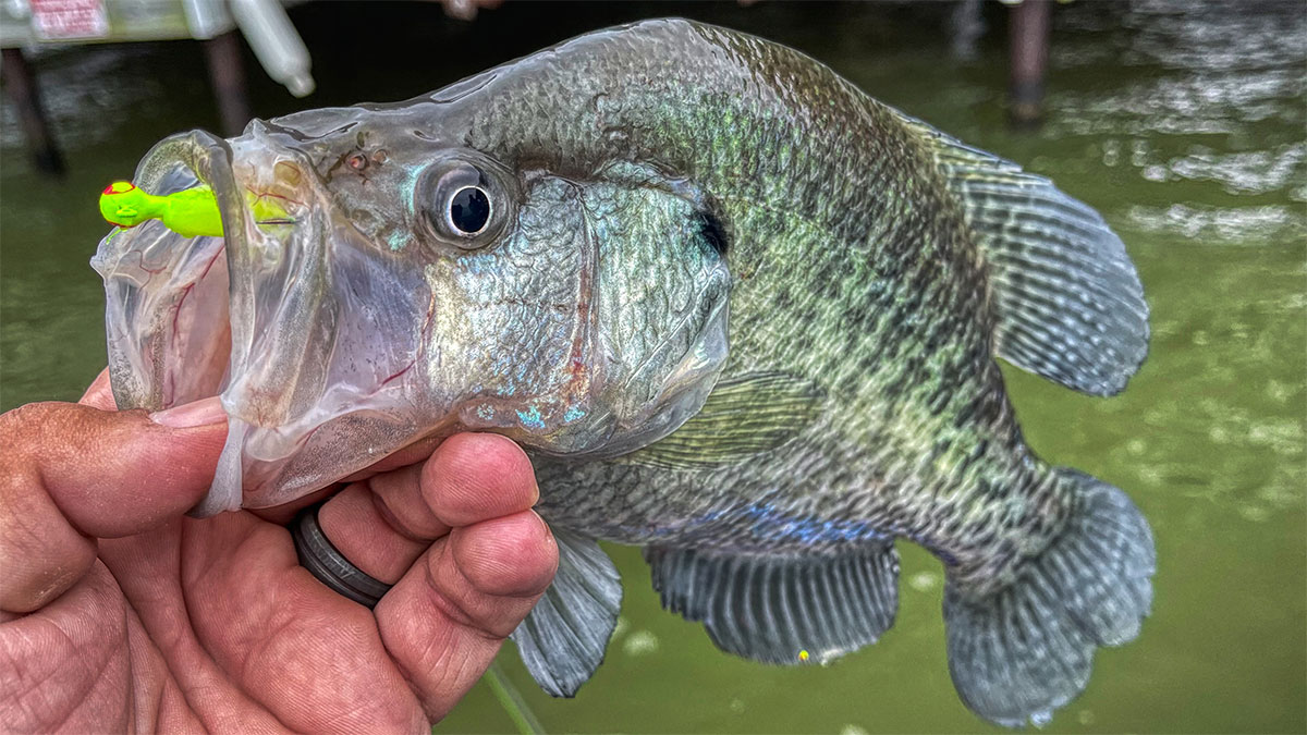Crappie  A Comprehensive Species Guide - Wired2Fish