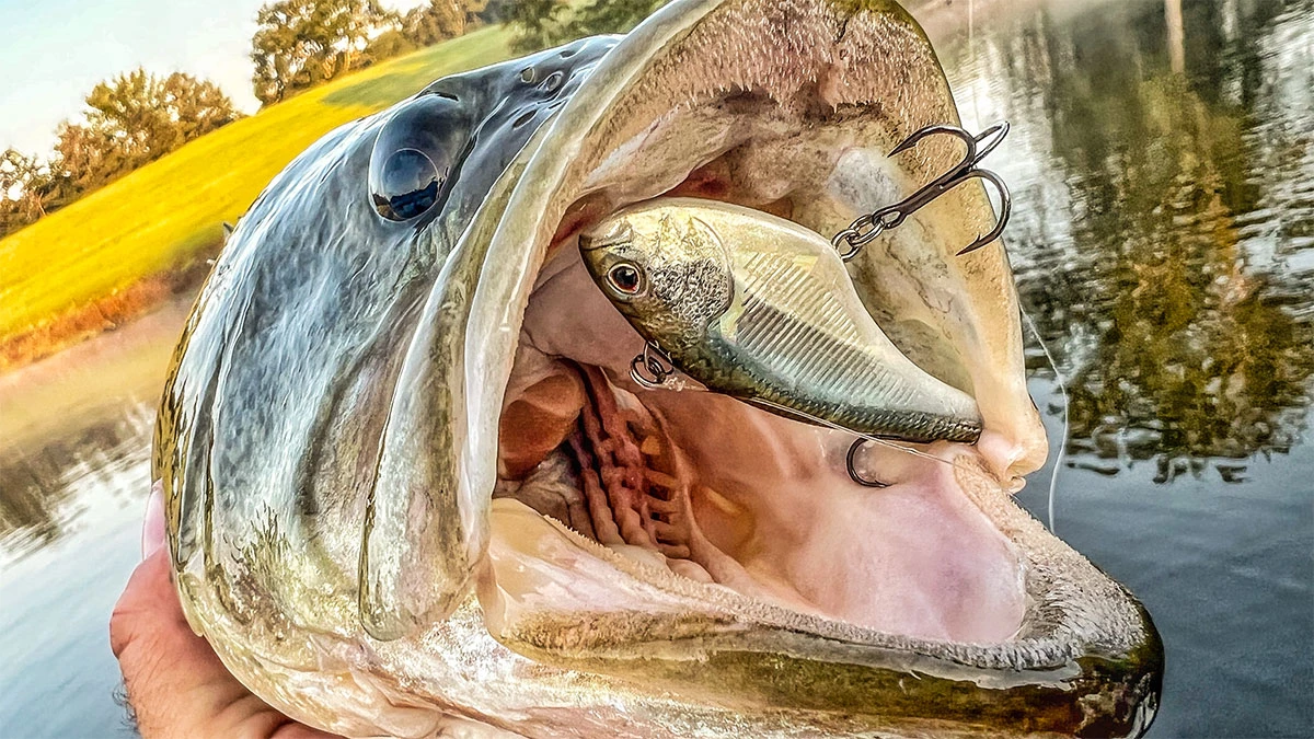 When to Fish Deep During the Spawn - Wired2Fish