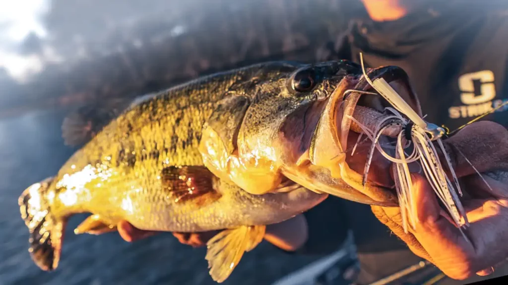 Bass Fishing 101: Choose the Right Jig - Major League Fishing