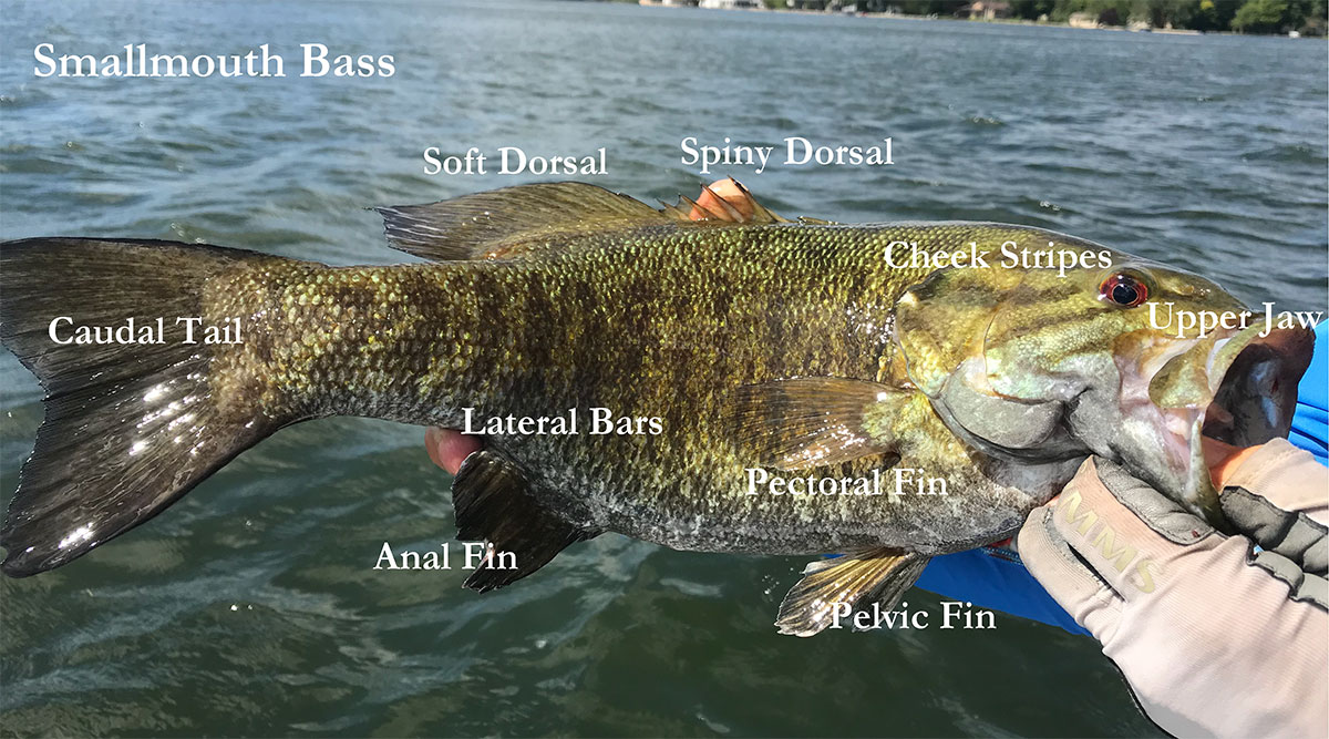 Smallmouth Bass  A Comprehensive Species Guide - Wired2Fish