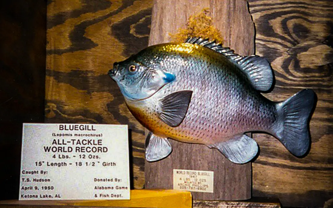 The Biggest Bluegill Ever Caught and Other World Record Panfish - Wired2Fish