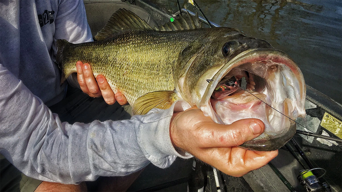 Wisconsin Bass Fishing Guide  My Intro to Big Ass Swimbaits