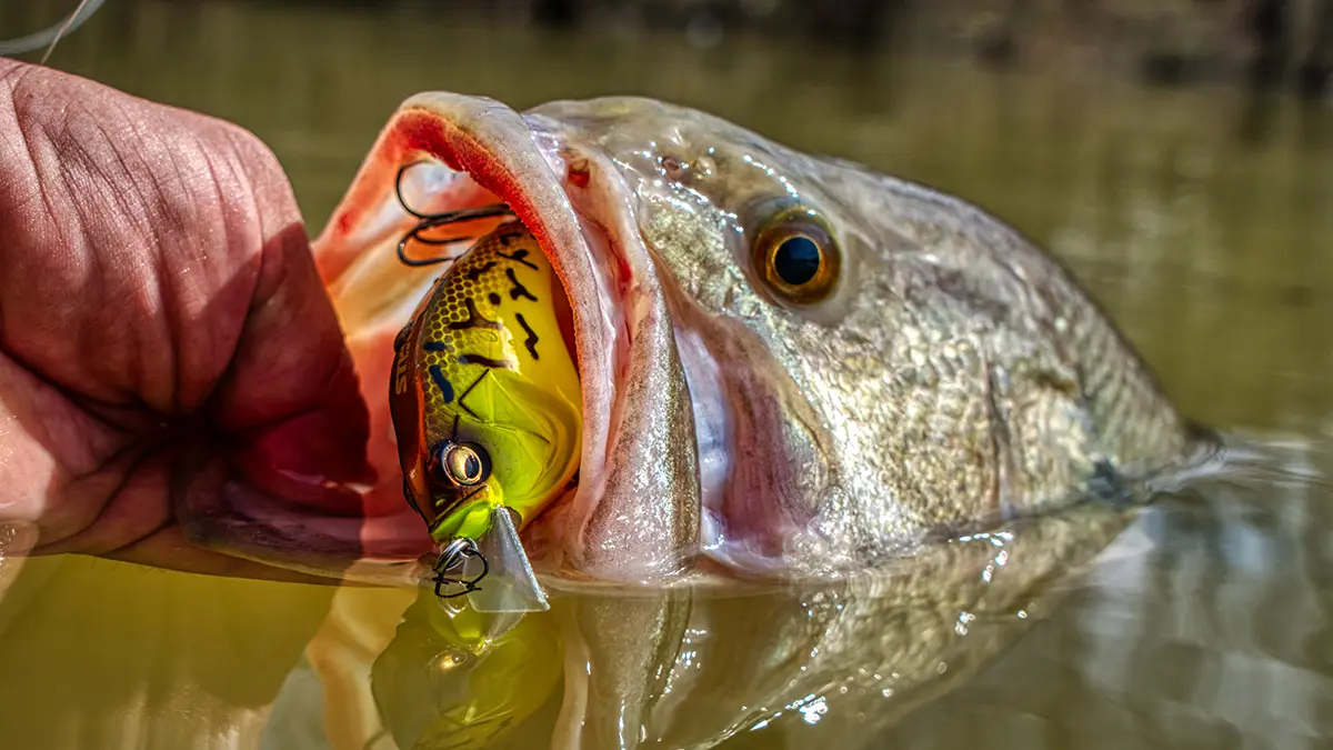 How to Use Crank Baits to Catch Bass