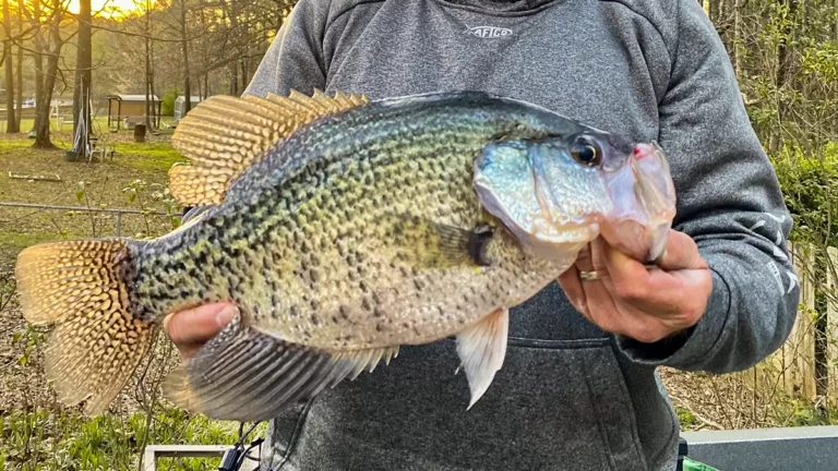 Angler Catches One of the Biggest Georgia Crappie in 20 Years - Wired2Fish