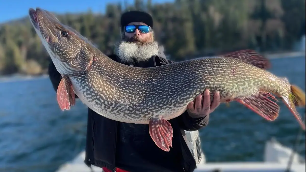 Angler Catches Idaho State Record Northern Pike - Wired2Fish