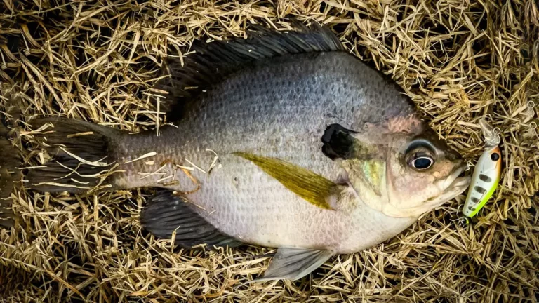 Bank Fishing BFS Micro Cranks for Bull Bluegills