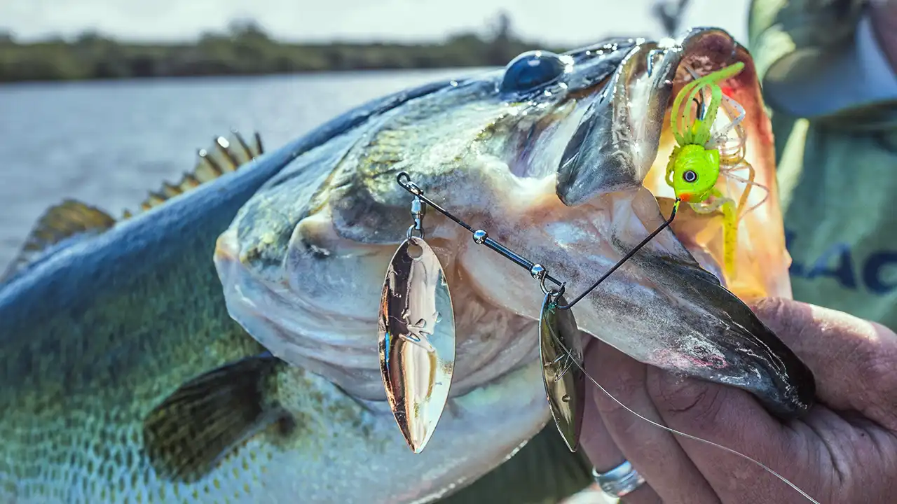 Spinnerbait Bass Fishing  A Lost Art Returns - Wired2Fish