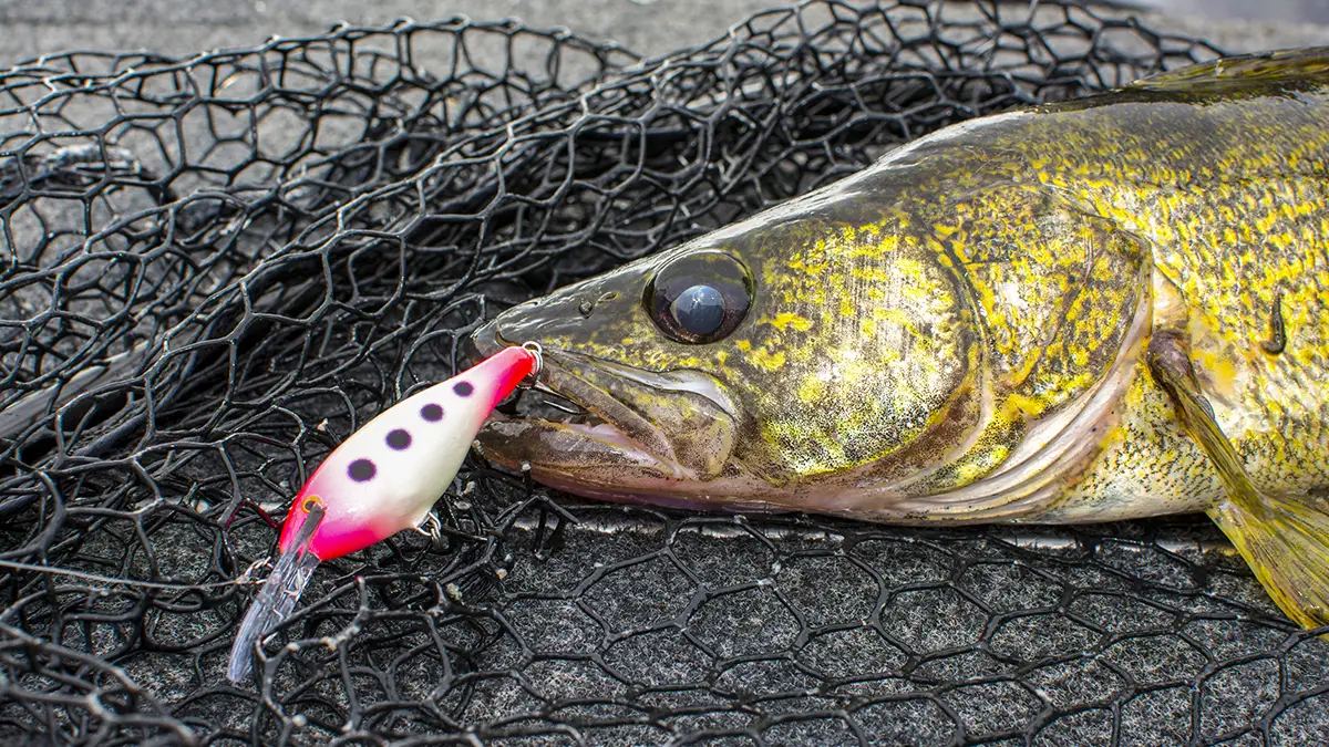 casting cranks for walleye