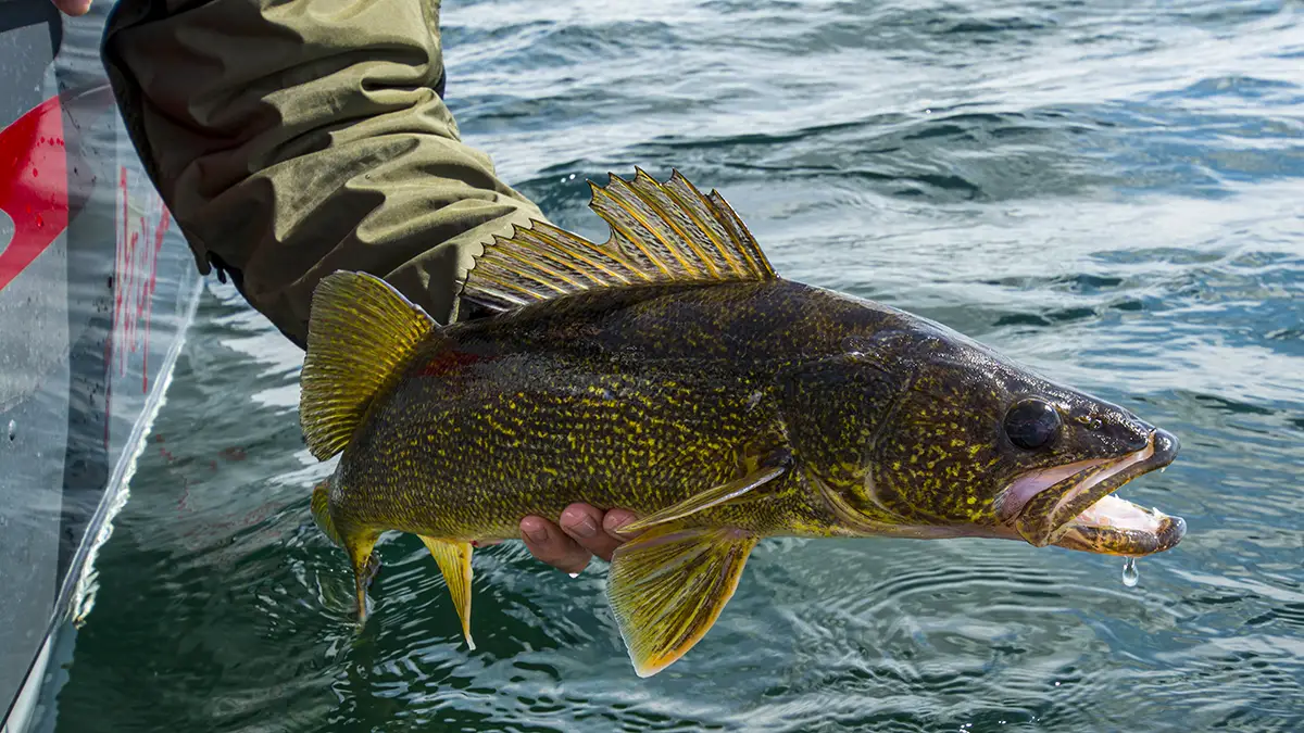 6 Canadian walleye pros reveal their secret go-to baits • Page 6