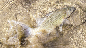 White Bass | A Comprehensive Species Guide