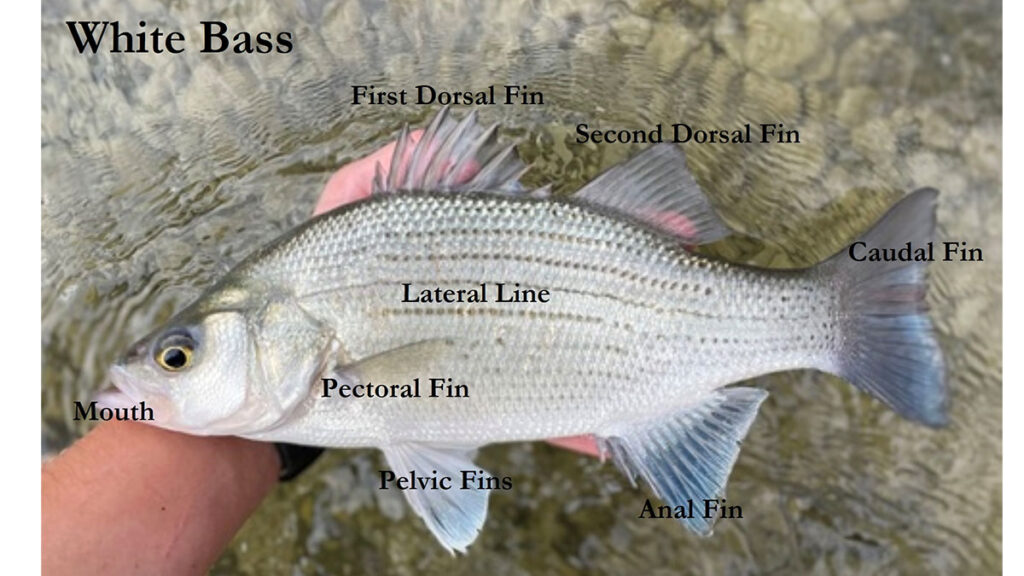 White Bass A Comprehensive Species Guide Wired2Fish