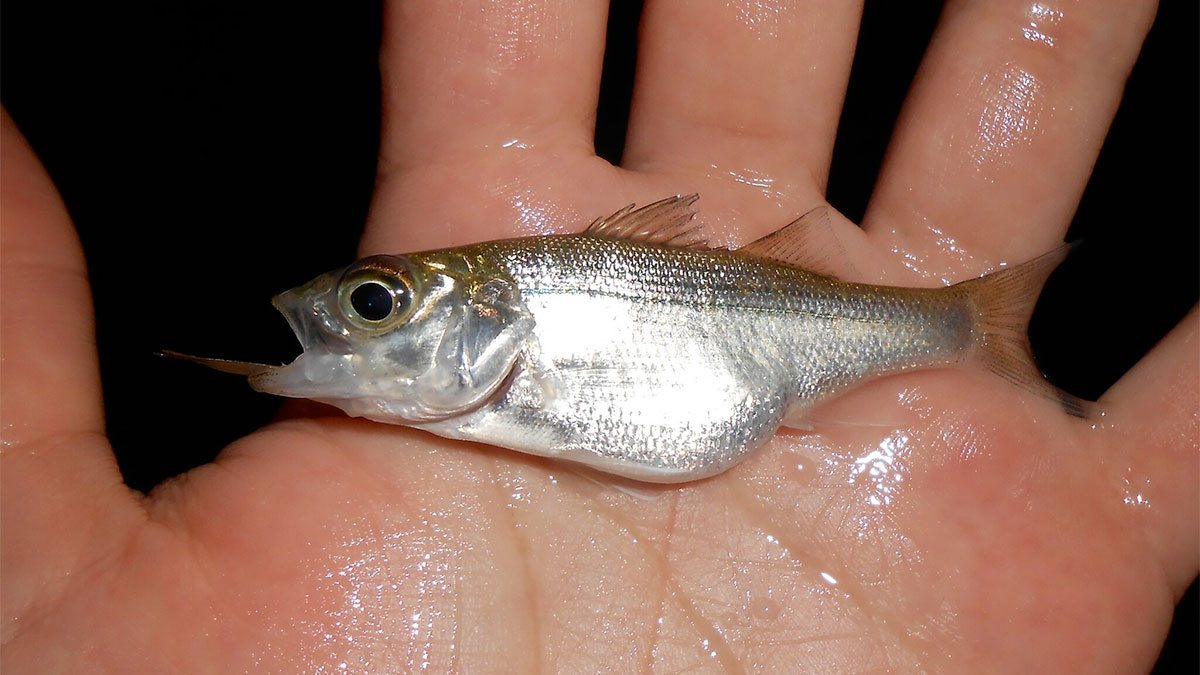 White Bass Or Sand Bass? The Highly Underrated All American Fish