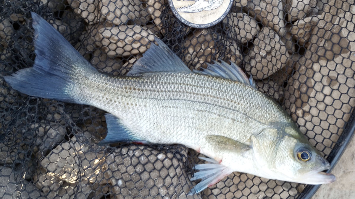White Bass Or Sand Bass? The Highly Underrated All American Fish