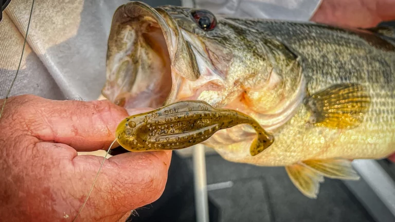 Zoom Uni Toad Swimbait Review