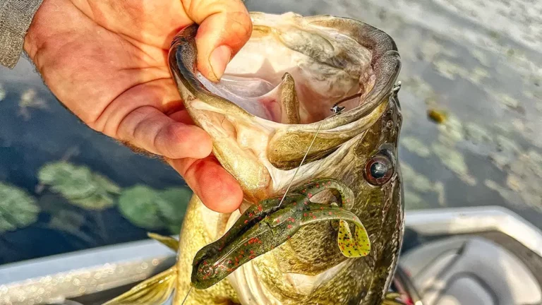 NetBait BaitFuel BF Toad